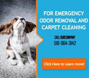 Water Extraction - Carpet Cleaning Union City, CA
